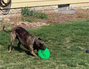 One of the Pest Pros technicians dog playing with a frisbee with the Pest Pros logo on it, symbolizing the pet-friendly approach to pest control.