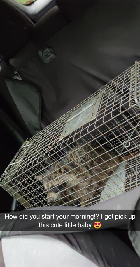 A raccoon in a cage, representing one of our pest control services.