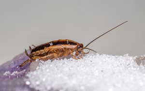 A close up view of a cockroach representing Property Damage Pests Control.