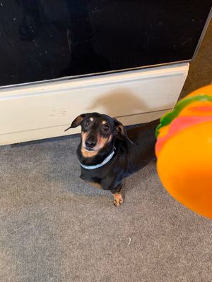 One of our Pest Pros technicians small dog peaking out behind an office chair, symbolizing the pet-friendly approach to pest control.