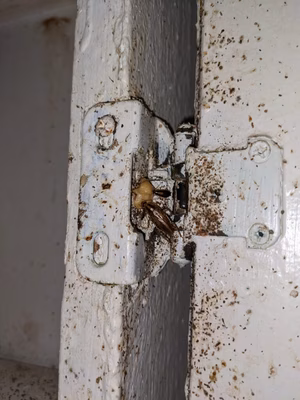 A close up of an adult and young cockroach on a door hinge.