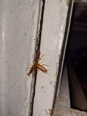 A close up view of cockroaches crawling in between a window frame.