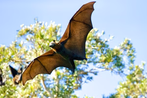 A bat in flight with wings fully extended and trees in the background.