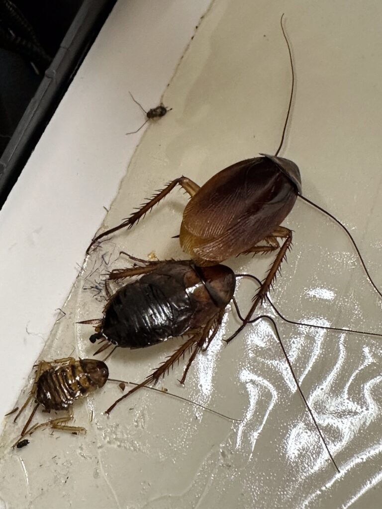 German Cockroaches