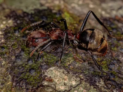 Odorous House Ants