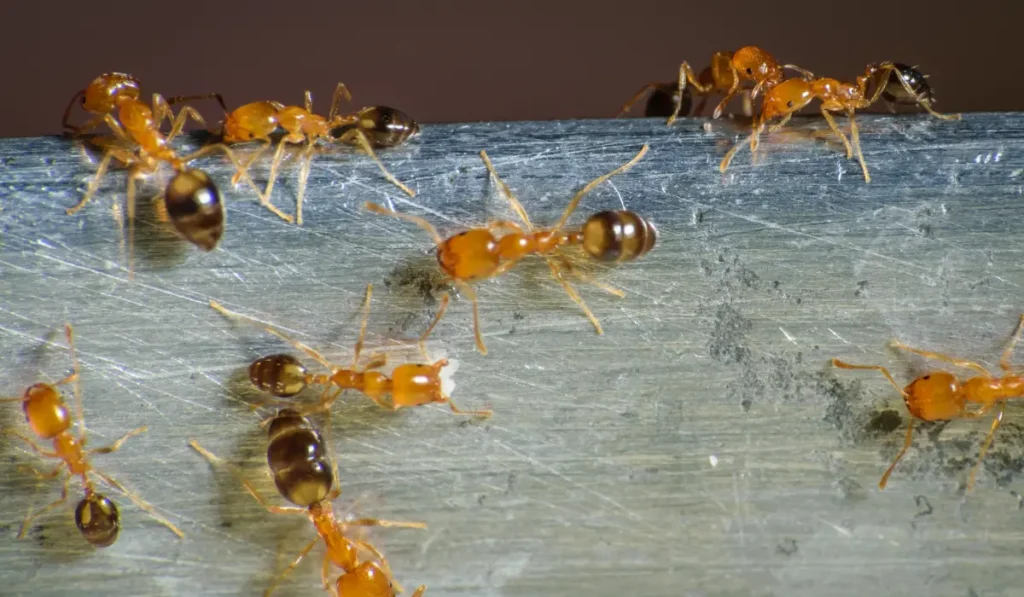 Pharaoh ants
