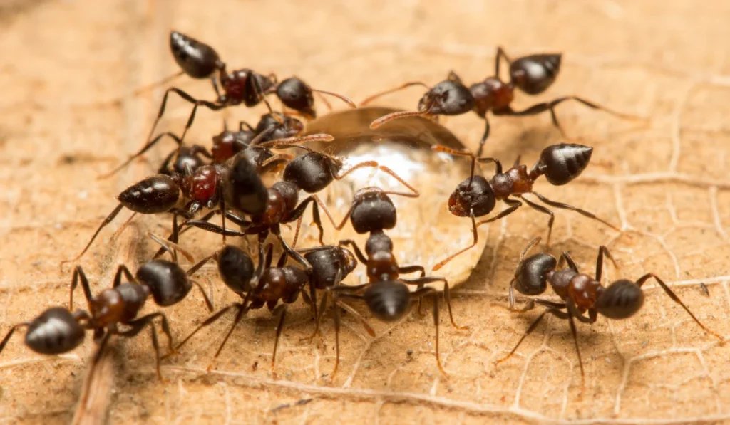 acrobat ant