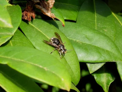 Bald Faced Hornet