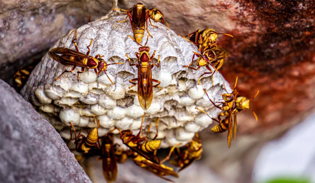 Cicada Killer Wasps
