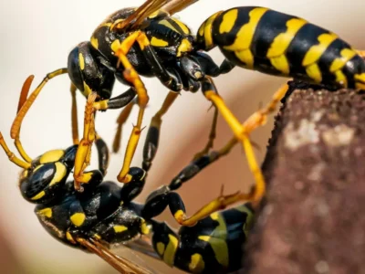 stinging wasp