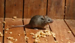 Mus musculus