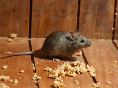 Mus musculus