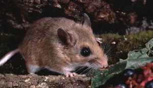 Peromyscus leucopus