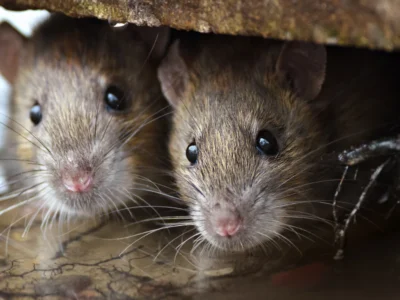 Brown Rats