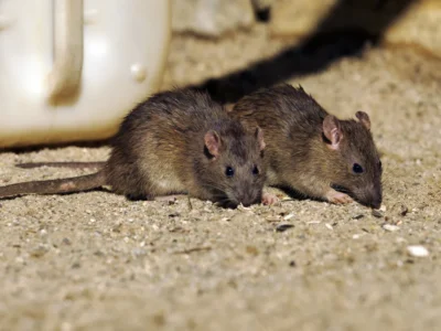 the brown rat