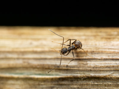 odorous house ant