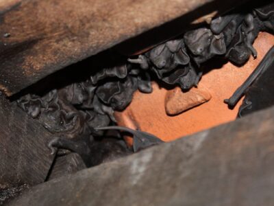 Bats Entering Small Opening Inside Home