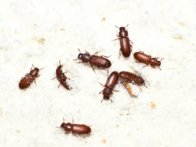 Pantry Pests