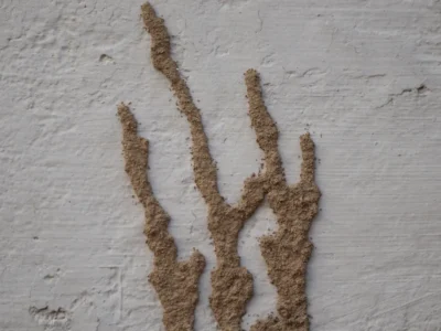 Subterranean Termite Mud Tubes