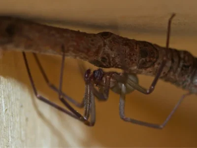 brown recluse spider hanging