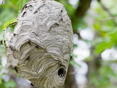 hornet nest
