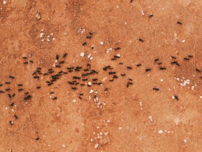 ant trails meaning