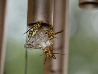how long do wasps live