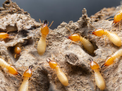 how to check for termites yourself