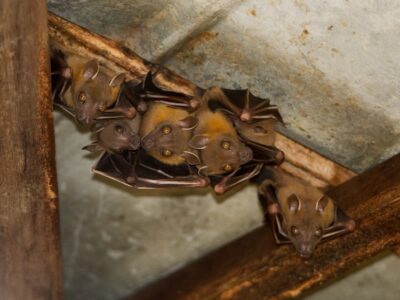 what attracts bats to attic