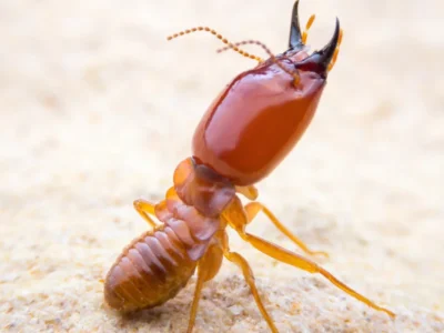 termite