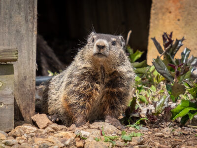 groundhog in michigan