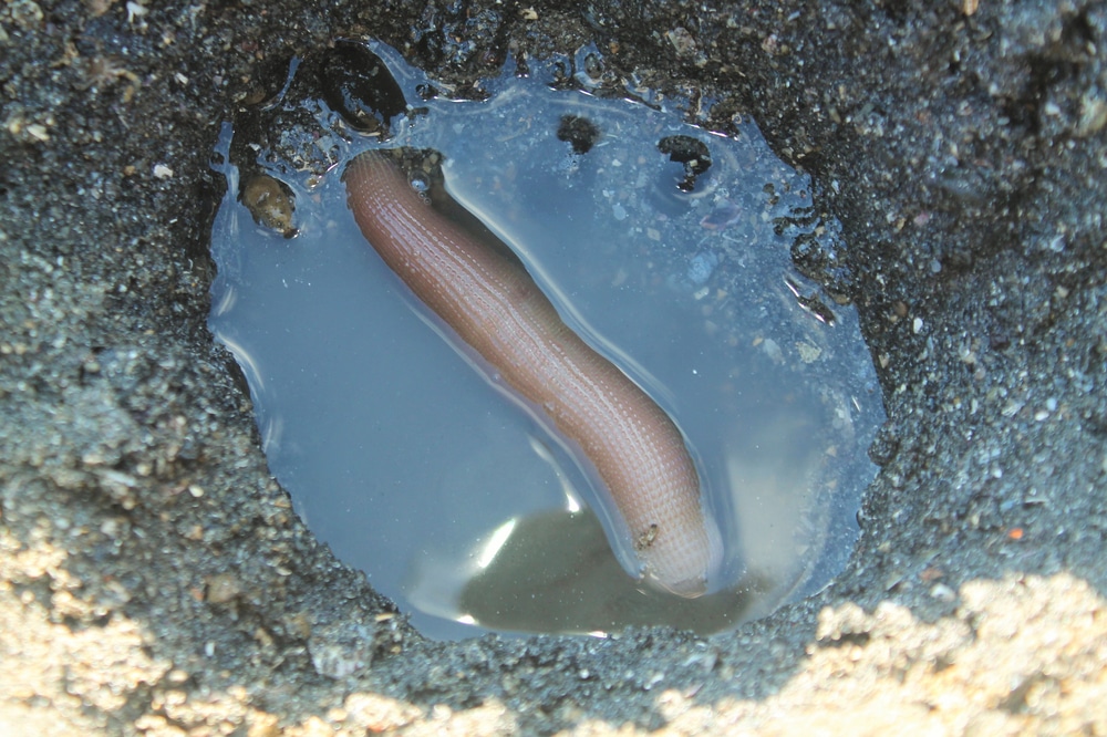 Poisson P nis Tout Savoir Sur Ce Ver Marin Aux Allures De Zizi poisson-p-nis-tout-savoir-sur-ce-ver-marin-aux-allures-de-zizi
