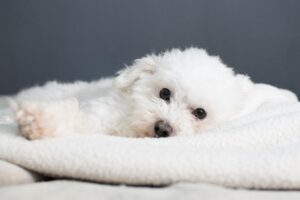 cani di taglia piccola