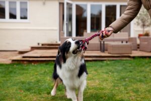 dog sitter o asilo per cani