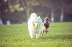 scegliere asilo per cani