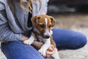 cane di taglia piccola e dog sitter