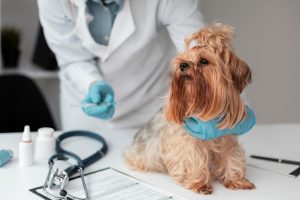 sterilizzazione cane femmina