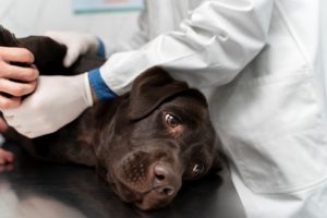 sterilizzazione cane maschio