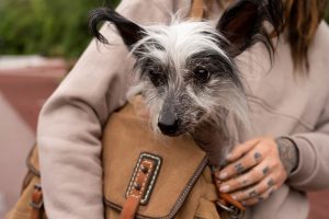 antiparassitari per cani