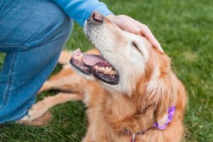 antiparassitari per cani