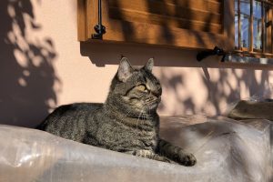 gatto che ha caldo