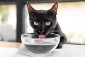 gatto nero che ha sete per il caldo