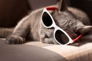 rinfrescare il gatto in estate