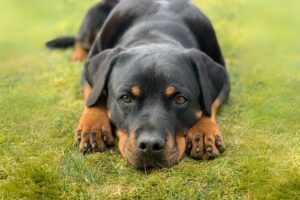 rottweiler fedele intelligente