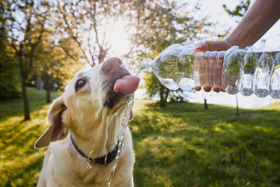 colpo di calore cane