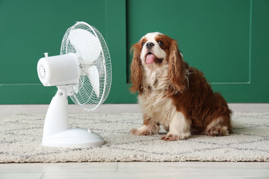 colpo di calore cani
