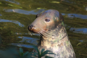 sealart_szkola_rysunku_foka_klara1 | Sealart szkoła rysunku