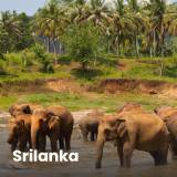 Destination Srilanka Icon