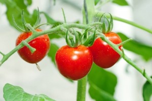 consommer nature tomate