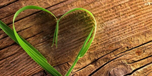 coeur-vert-feuille